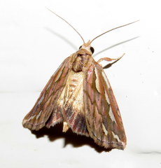 Meyrickella torquesauria