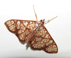 Glyphodes canthusalis