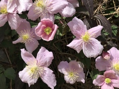 Clematis montana