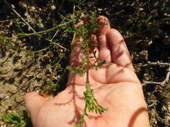 Nidorella pinnatifida