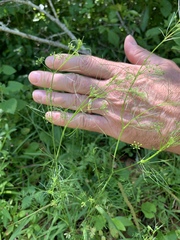 Ptilimnium capillaceum