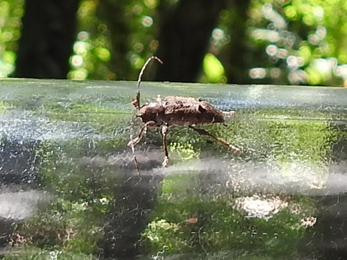 Trypanidius notatus image