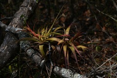 Tillandsia belloensis