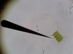Scenedesmus