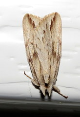 Ecnomodes sagittaria