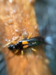 Carcinophora americana