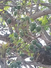 Spondias purpurea