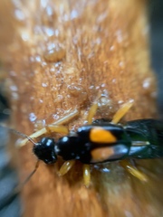 Carcinophora americana