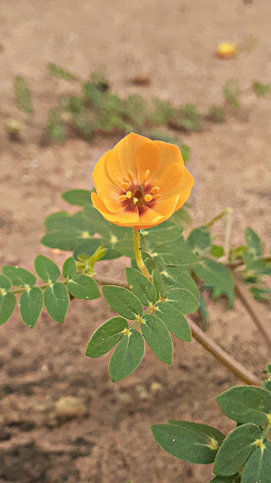 Kallstroemia tribuloides