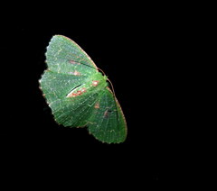 Eucyclodes metaspila