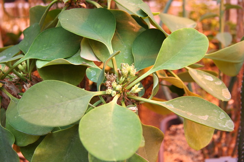 Euphorbia capmanambatoensis
