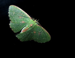 Eucyclodes metaspila