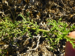 Nidorella pinnatifida