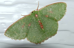 Eucyclodes metaspila