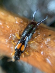 Carcinophora americana