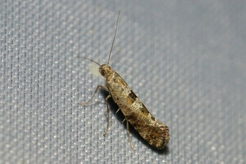 Digitivalva granitella