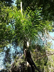 Dypsis madagascariensis