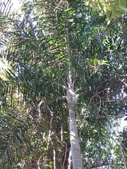 Dypsis madagascariensis