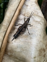 Xiphiola cyanoptera