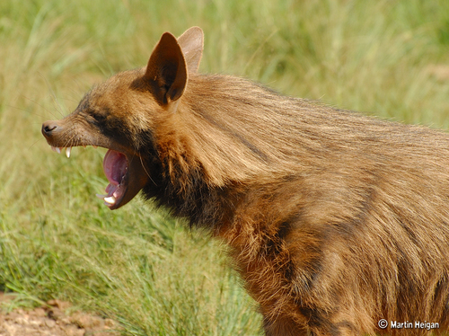 Brown Hyaena, photo 5 of 7