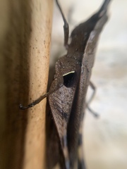 Xiphiola cyanoptera