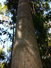 Dypsis madagascariensis
