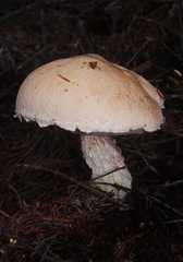 Austroboletus niveus