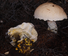 Austroboletus niveus