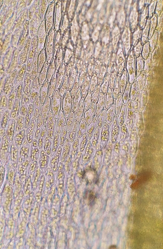 Image of Ptychostomum compactum by no rights reserved