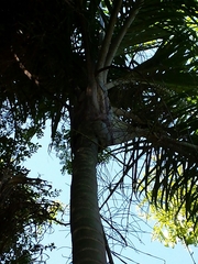 Dypsis madagascariensis