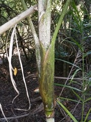 Dypsis madagascariensis