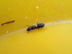Technomyrmex jocosus
