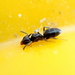 White-footed House Ant - Photo (c) d_kluza, some rights reserved (CC BY-NC-ND), uploaded by d_kluza
