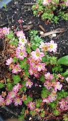 Saxifraga