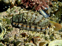 Sypharochiton sinclairi