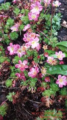 Saxifraga