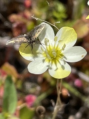 Hesperomecon linearis