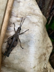Xiphiola cyanoptera