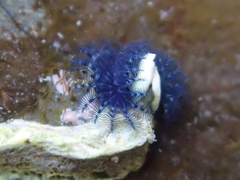 Spirobranchus cariniferus