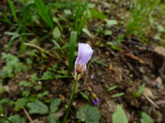 Cardamine nuttallii