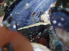 Acanthoclinus fuscus