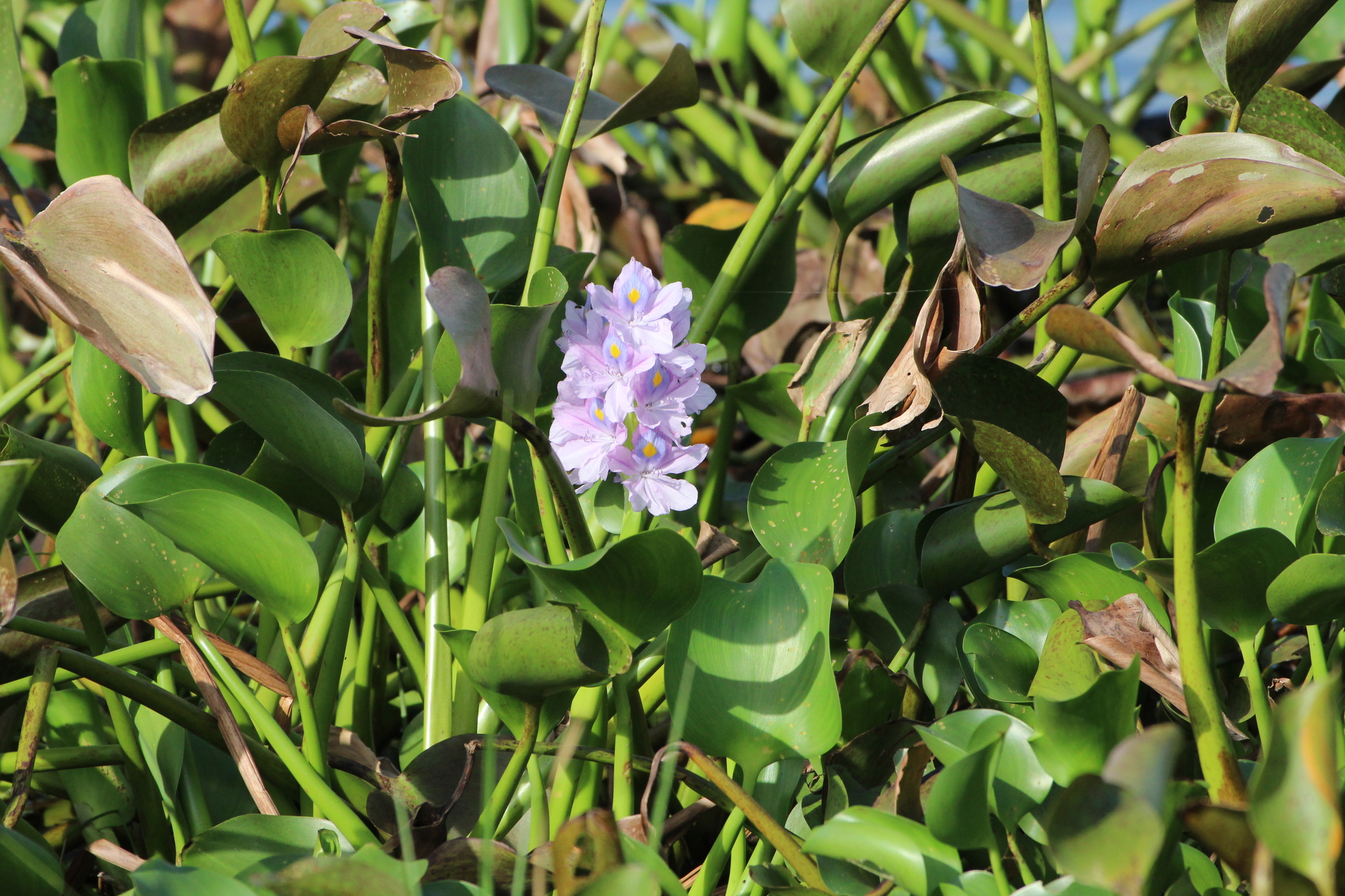 Pontederia crassipes