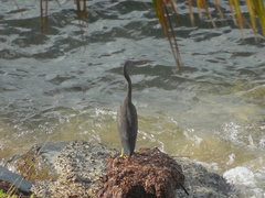 Egretta sacra albolineata