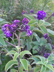 Heliotropium arborescens
