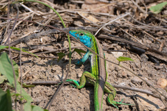 Honduran Rainbow Whiptail