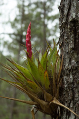 Tillandsia hotteana