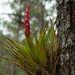 Tillandsia hotteana - Photo (c) Ron Savage, some rights reserved (CC BY-NC-SA), uploaded by Ron Savage