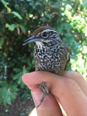 Pheugopedius maculipectus