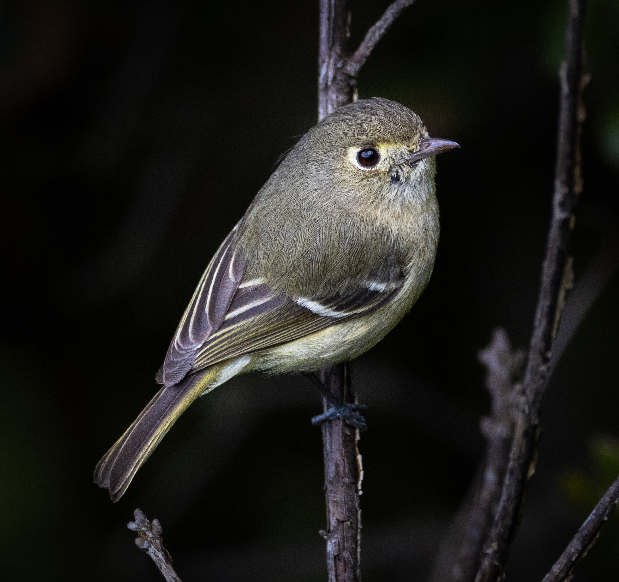 Hutton's Vireo illustration