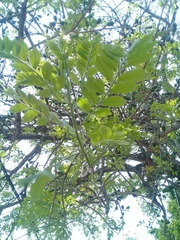 Spondias purpurea